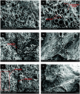 Graphical abstract: Effects of convective drying and freeze-drying on the release of bioactive compounds from beetroot during in vitro gastric digestion