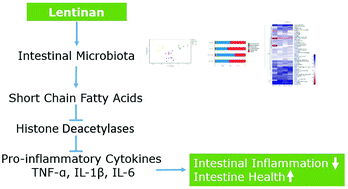 Graphical abstract: Lentinan modulates intestinal microbiota and enhances barrier integrity in a piglet model challenged with lipopolysaccharide