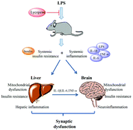 Graphical abstract: Lycopene ameliorates systemic inflammation-induced synaptic dysfunction via improving insulin resistance and mitochondrial dysfunction in the liver–brain axis