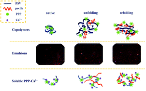 Graphical abstract: Role of polysaccharide conjugation in physicochemical and emulsifying properties of egg phosvitin and the calcium binding capacity of its phosphopeptides