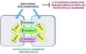 Graphical abstract: Red wine extract preserves tight junctions in intestinal epithelial cells under inflammatory conditions: implications for intestinal inflammation