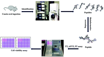 Graphical abstract: Identification and characterization of a novel casein anticoagulant peptide derived from in vivo digestion