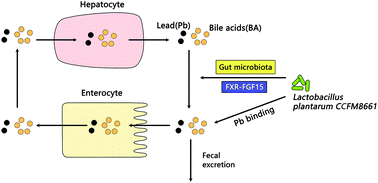 Graphical abstract: Lactobacillus plantarum CCFM8661 modulates bile acid enterohepatic circulation and increases lead excretion in mice