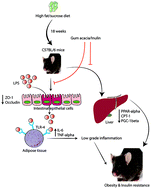 Graphical abstract: Ameliorative effect of fermentable fibres on adiposity and insulin resistance in C57BL/6 mice fed a high-fat and sucrose diet