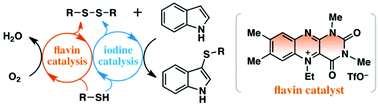 Graphical abstract: Flavin–iodine coupled organocatalysis for the aerobic oxidative direct sulfenylation of indoles with thiols under mild conditions