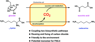 Graphical abstract: Coproduction of succinic acid and cadaverine using lysine as a neutralizer and CO2 donor with l-lysine decarboxylase overexpressed Escherichia coli AFP111