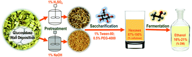 Graphical abstract: Mild chemical pretreatments are sufficient for bioethanol production in transgenic rice straws overproducing glucosidase