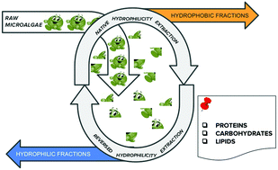Graphical abstract: Circular extraction: an innovative use of switchable solvents for the biomass biorefinery
