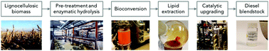 Graphical abstract: Integrated diesel production from lignocellulosic sugars via oleaginous yeast