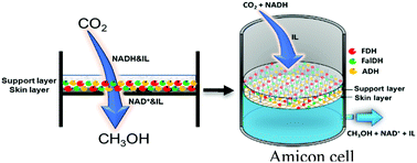 Graphical abstract: Efficient ionic liquid-based platform for multi-enzymatic conversion of carbon dioxide to methanol