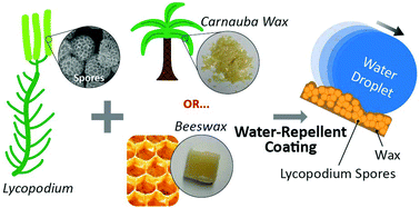 Graphical abstract: A methodology to produce eco-friendly superhydrophobic coatings produced from all-water-processed plant-based filler materials