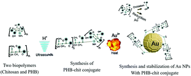 Graphical abstract: A poly(3-hydroxybutyrate)–chitosan polymer conjugate for the synthesis of safer gold nanoparticles and their applications