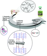 Graphical abstract: Highly water-dispersible and antibacterial magnetic clay nanotubes functionalized with polyelectrolyte brushes: high adsorption capacity and selectivity toward heparin in batch and continuous system
