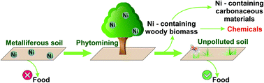 Graphical abstract: Using in vivo nickel to direct the pyrolysis of hyperaccumulator plant biomass