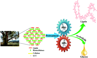 Graphical abstract: Facile fractionation of lignocelluloses by biomass-derived deep eutectic solvent (DES) pretreatment for cellulose enzymatic hydrolysis and lignin valorization