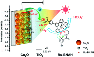 Graphical abstract: Bio-proton coupled semiconductor/metal-complex hybrid photoelectrocatalytic interface for efficient CO2 reduction