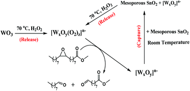 Graphical abstract: Solvent-free oxidative cleavage of epoxy fatty acid methyl esters by a “release and capture” catalytic system
