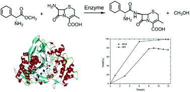 Graphical abstract: Computational redesign of penicillin acylase for cephradine synthesis with high kinetic selectivity