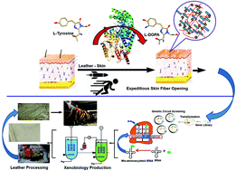 Graphical abstract: Engineering of a skin-fiber-opening enzyme for sulfide-free leather beam house operation through xenobiology