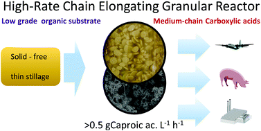 Graphical abstract: Granular fermentation enables high rate caproic acid production from solid-free thin stillage