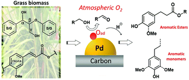 Graphical abstract: Valorization of native sugarcane bagasse lignin to bio-aromatic esters/monomers via a one pot oxidation–hydrogenation process