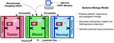 Graphical abstract: The impact of tumor receptor heterogeneity on the response to anti-angiogenic cancer treatment