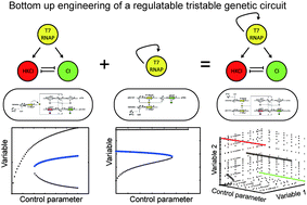 Graphical abstract: Engineering of a genetic circuit with regulatable multistability