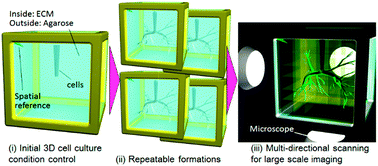 Graphical abstract: High repeatability from 3D experimental platform for quantitative analysis of cellular branch pattern formations