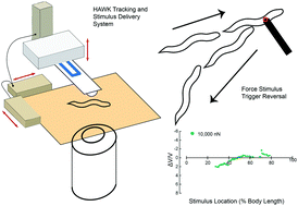 Graphical abstract: The tactile receptive fields of freely moving Caenorhabditis elegans nematodes