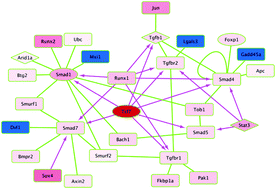 Graphical abstract: An integrated global regulatory network of hematopoietic precursor cell self-renewal and differentiation