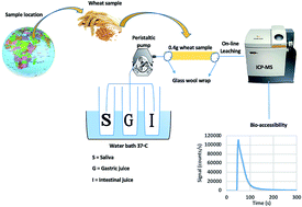Graphical abstract: Inductively coupled plasma mass spectrometry with on-line leaching to assess the maximum bio-accessibility of toxic and essential elements in wheat from Saudi Arabia