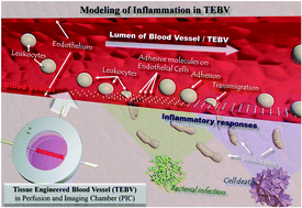 Graphical abstract: Real-time observation of leukocyte–endothelium interactions in tissue-engineered blood vessel