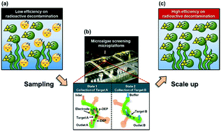 Graphical abstract: Enhancement of radionuclide bio-decontamination by screening highly efficient microalgae for Sr biomineralization