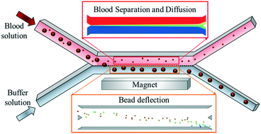 Graphical abstract: Computational modeling and fluorescence microscopy characterization of a two-phase magnetophoretic microsystem for continuous-flow blood detoxification