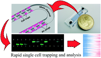 Graphical abstract: Static droplet array for culturing single live adherent cells in an isolated chemical microenvironment
