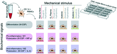 Graphical abstract: Surface topography and hydrophilicity regulate macrophage phenotype in milled microfluidic systems