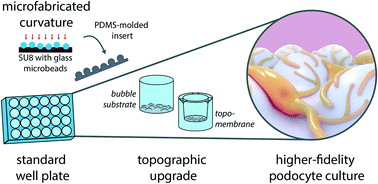 Graphical abstract: Curvature facilitates podocyte culture in a biomimetic platform