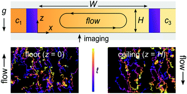 Graphical abstract: Measurement and mitigation of free convection in microfluidic gradient generators