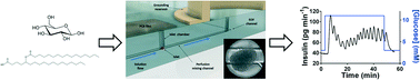 Graphical abstract: Microfluidic-enabled quantitative measurements of insulin release dynamics from single islets of Langerhans in response to 5-palmitic acid hydroxy stearic acid