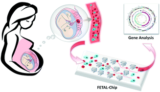 Graphical abstract: Frequency-enhanced transferrin receptor antibody-labelled microfluidic chip (FETAL-Chip) enables efficient enrichment of circulating nucleated red blood cells for non-invasive prenatal diagnosis