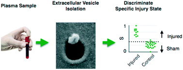 Graphical abstract: Diagnosis of traumatic brain injury using miRNA signatures in nanomagnetically isolated brain-derived extracellular vesicles