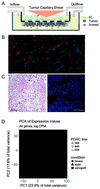 Graphical abstract: Development of a multicellular pancreatic tumor microenvironment system using patient-derived tumor cells