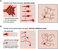 Graphical abstract: A monitoring system for axonal growth dynamics using micropatterns of permissive and Semaphorin 3F chemorepulsive signals