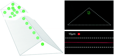 Graphical abstract: Single stream inertial focusing in low aspect-ratio triangular microchannels