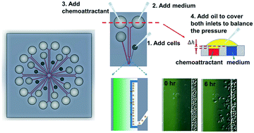 Graphical abstract: A radial microfluidic platform for higher throughput chemotaxis studies with individual gradient control