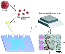 Graphical abstract: Paraffin-embedding lithography and micro-dissected tissue micro-arrays: tools for biological and pharmacological analysis of ex vivo solid tumors