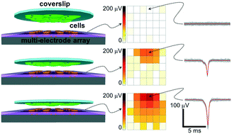 Graphical abstract: Non-contact monitoring of extra-cellular field potentials with a multi-electrode array