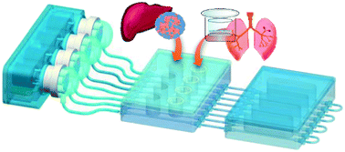 Graphical abstract: A lung/liver-on-a-chip platform for acute and chronic toxicity studies