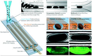 Graphical abstract: High-throughput mechanotransduction in Drosophila embryos with mesofluidics