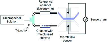 Graphical abstract: A microfluidic sensor for detecting chlorophenols using cross-linked enzyme aggregates (CLEAs)